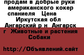 продам в добрые руки  американского кокер спаниеля › Цена ­ 500 - Иркутская обл., Ангарский р-н, Ангарск г. Животные и растения » Собаки   